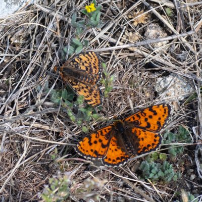 Melitaea didyma (hnědásek květelový), PR Svatý kopeček