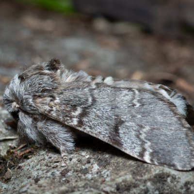 Drymonia ruficornis (hřbetozubec dubový), Lysá hora u Ochozu