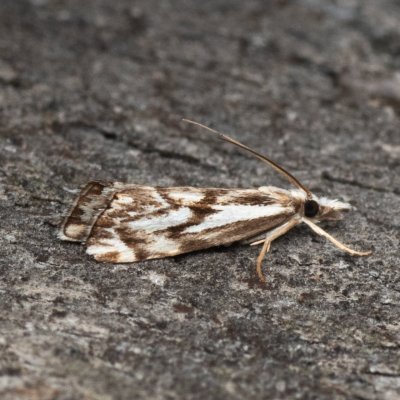 Catoptria confusellus (-), NPR Mohelenská hadcová step