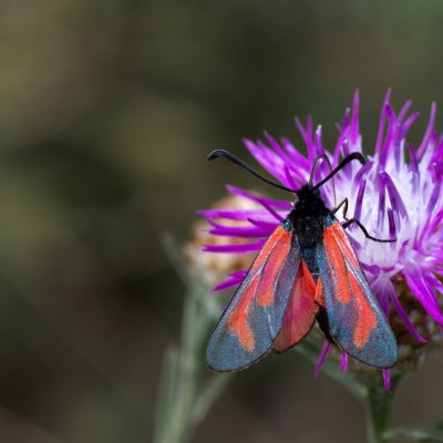 Zygaena purpuralis/minos (vřetenuška mateřídoušková/přehlížená), PR Kamenný vrch