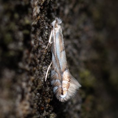 Phyllonorycter tenerella (-), Augšperský potok