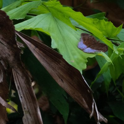 Tanaecia iapis (-), TH, Khao Sok