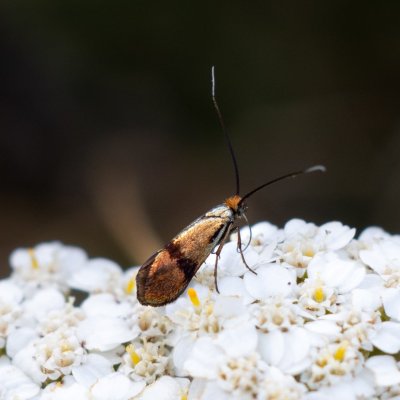 Nemophora minimella (-), PR Kamenný vrch