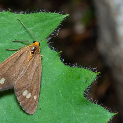 Dysauxes ancilla (běloskvrnáč lišejníkový), Žebětín