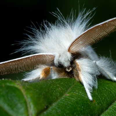 Euproctis chrysorrhoea (bekyně zlatořitná), Žebětín
