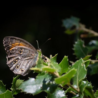 Kirinia roxelana (-), GR, Spartilas, Korfu