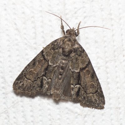 Cryphia fraudatricula (šípověnka černá), PR Kamenný vrch