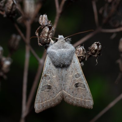 Orthosia gracilis (jarnice hladká), PR Liščí vrch