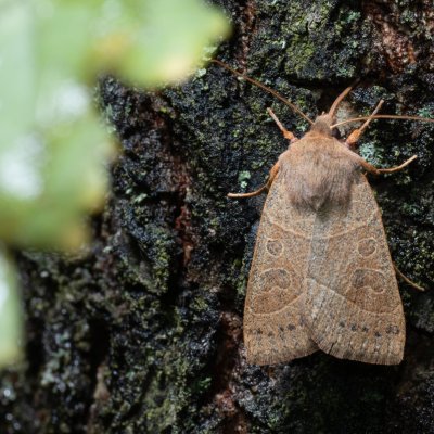 Mesogona acetosellae (osenice trnková), PP Kavky