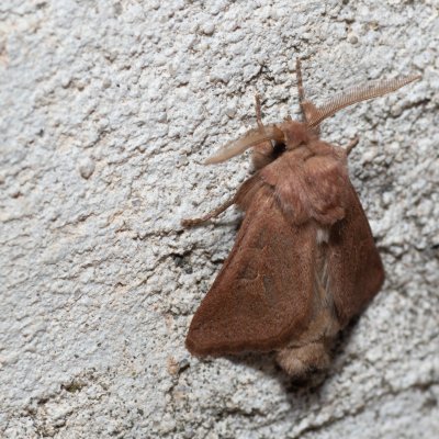 Episema tersa (jasnobarvec východní), HR, Jablanac