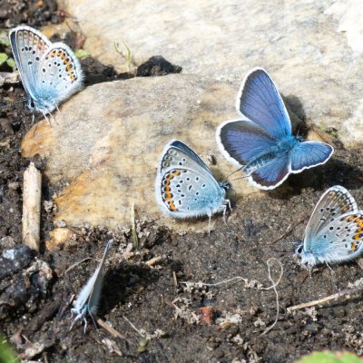 Plebejus argus (modrásek černolemý), PP Nad řekami