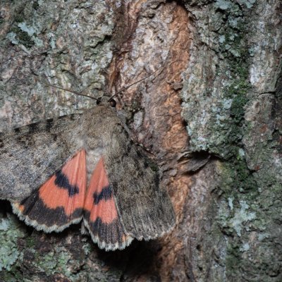 Catocala puerpera (stužkonoska vzácná), Hrušovany u Brna