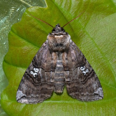 Tethea ocularis (můřice trojtečná), Urbanův kopec, Ostopovice