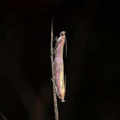 Oncocera semirubella (zavíječ červenožlutý), PR Kamenný vrch