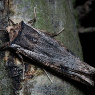 Xylena exsoleta (dřevobarvec bodlákový), Žebětín