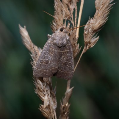 Ipimorpha subtusa (blýskavka topolová), PP Bobrava