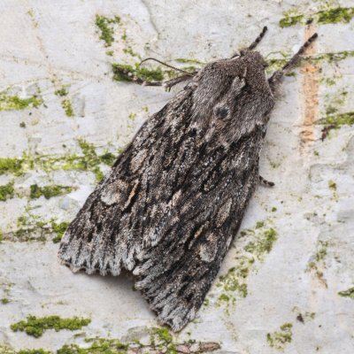 Brachionycha nubeculosa (dřevobarvec jarní), Hádecká krasová plošina