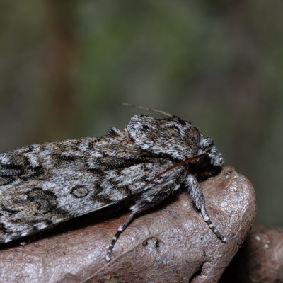 Acronicta auricoma (šípověnka jívová), Helenčina studánka