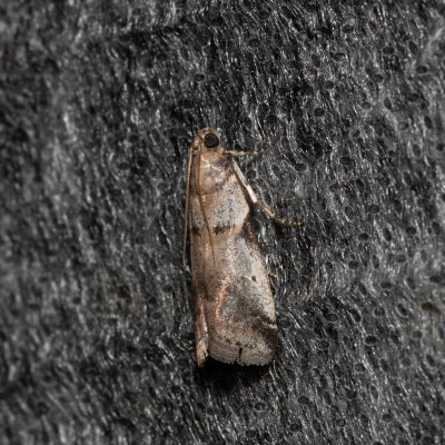 Acrobasis fallouella (-), Kývalka