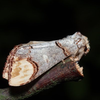 Phalera bucephala (vztyčnořitka lipová), Hrabětice