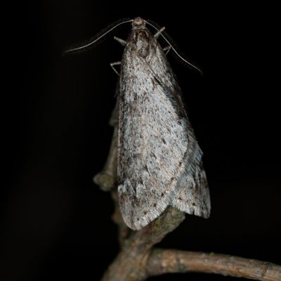 Alsophila aescularia (hedvábnice jarní), Žebětín