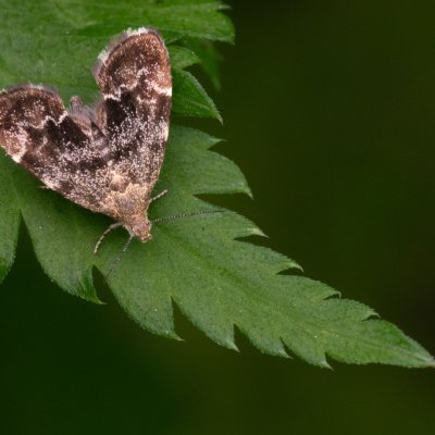 Anthophila fabriciana (molověnka kopřivová), Pohoří na Šumavě