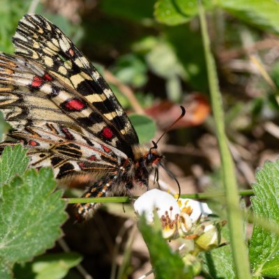 Zerynthia polyxena (pestrokřídlec podražcový), Biskoupky