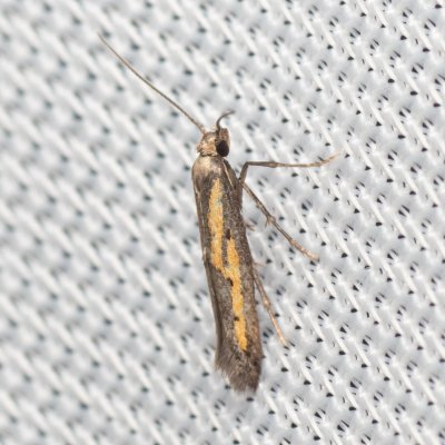 Ochromolopis ictella (zoubkovníček pestrý), NPP Na Adamcích