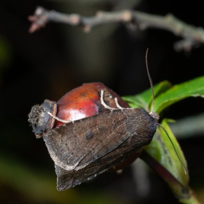 Conistra ligula (zimovnice hlohová), PR Kamenný vrch