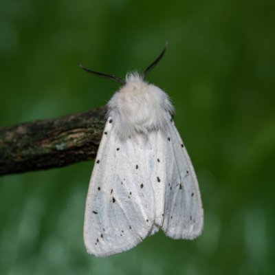 Spilosoma lubricipeda (přástevník mátový), Kobylí