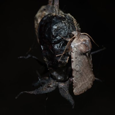 Cerastis rubricosa (osenice jarní), PP Člupy