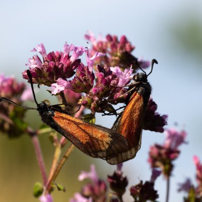 Zygaena purpuralis/minos (vřetenuška mateřídoušková/přehlížená), Vilémovice