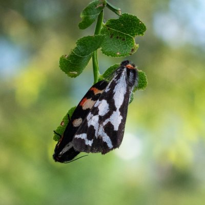 Parasemia plantaginis (přástevník jitrocelový), SK, NPR Slavkovská dolina, Tatry