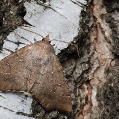 Odontopera bidentata (zejkovec dvojzubý), PR Pavlovské mokřady
