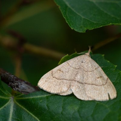 Paracolax tristalis (žlutavka hnědočárná)?, Kývalka