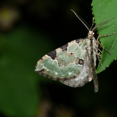 Colostygia pectinataria (píďalka zelená), Žebětín