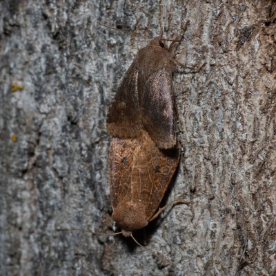 Conistra vaccinii (zimovnice brusnicová), Hády - odkaliště