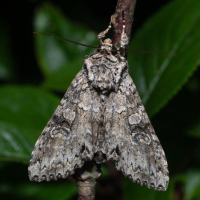 Polia nebulosa (můra jitrocelová), PR Svatý kopeček