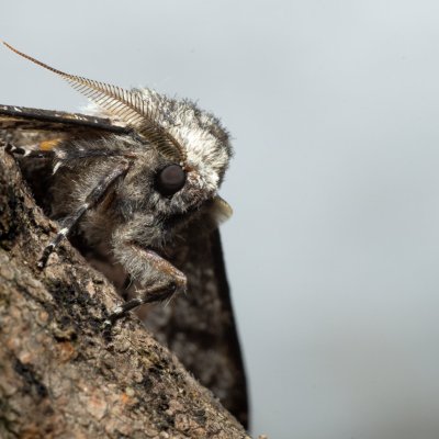 Biston betularia (drsnokřídlec březový), Nebovidy