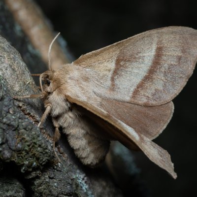 Macrothylacia rubi (bourovec ostružiníkový), PP Kavky
