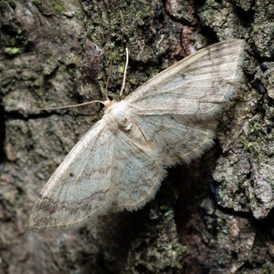 Idaea biselata (žlutokřídlec čtverotečný), Žebětín