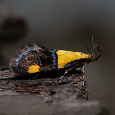 Oecophora bractella (krásněnka skvostná), Kobylí
