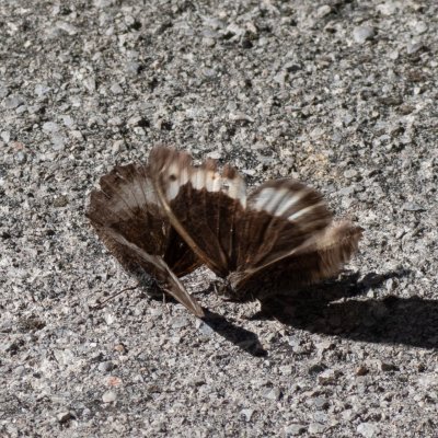 Hipparchia fagi (okáč medyňkový), HR, Jablanac