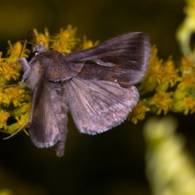 Macdunnoughia confusa (kovolesklec řebříčkový), PP Černice