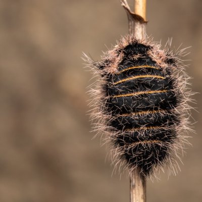 Lycia zonaria (drsnokřídlec bělopásný), PP Člupy