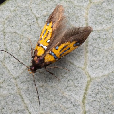 Schiffermuelleria schaefferella (krásněnka podkorní), Hády