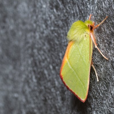 Pseudoips prasinana (zeleněnka buková), Žebětín