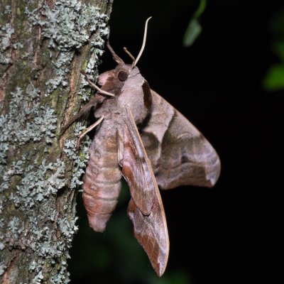 Smerinthus ocellatus (lišaj paví oko), PR Kamenný vrch