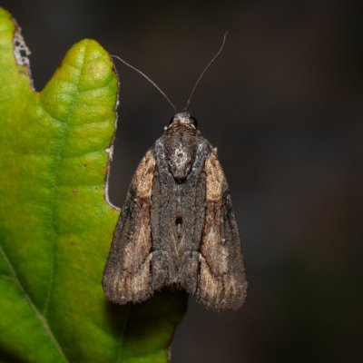 Bryophila raptricula (šípověnka hnědá), Hády