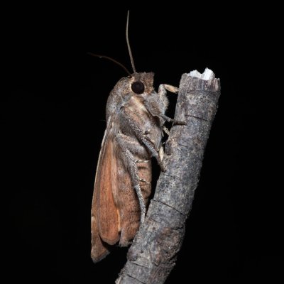 Noctua comes (osenice prvosenková), GR, Sokraki, Korfu